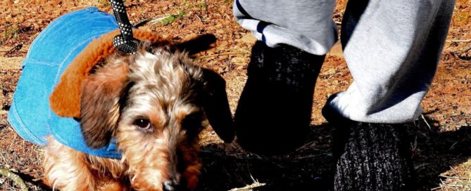 Frigid temperatures present dangers to pets