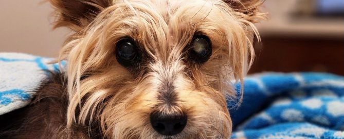 Low Cost Veterinary Services