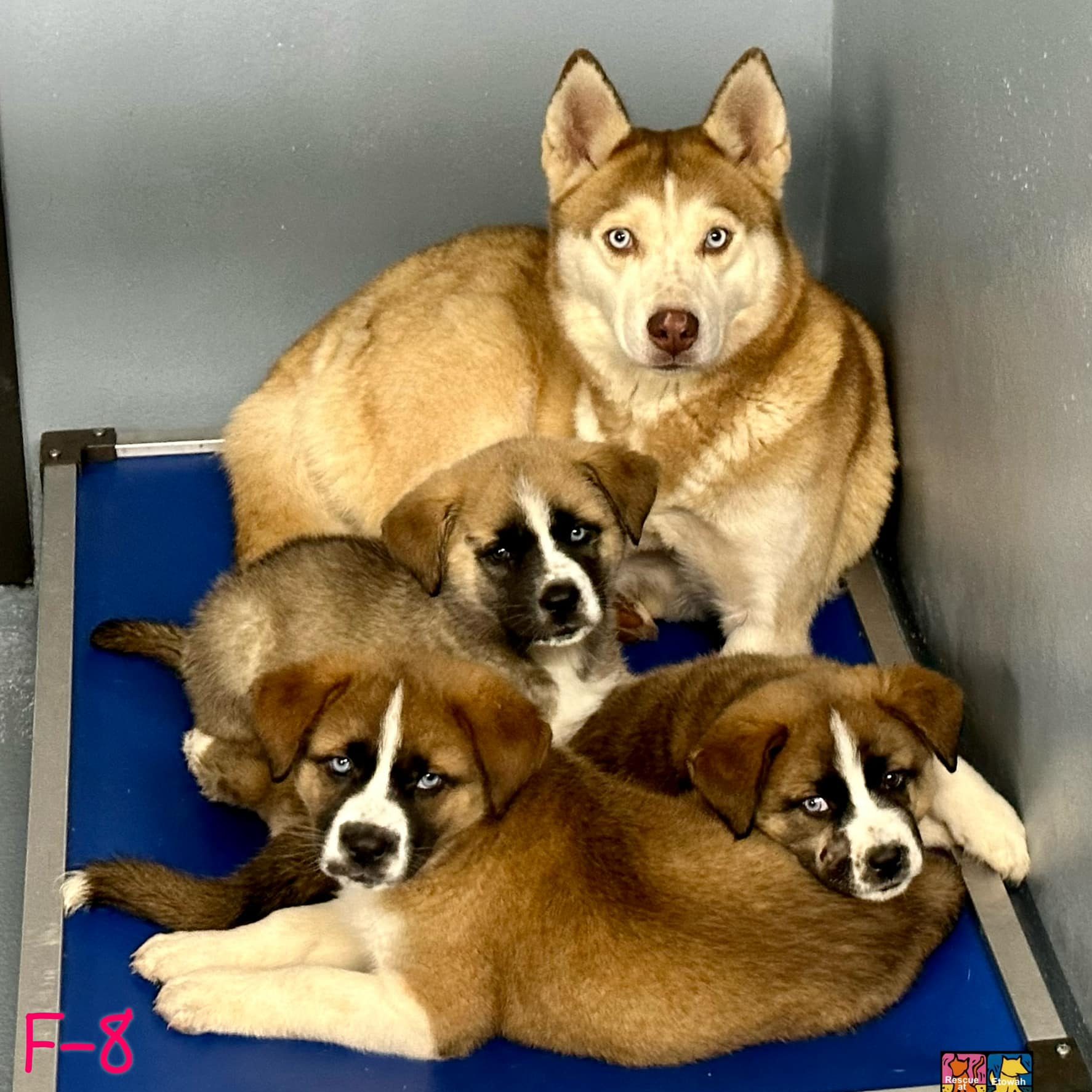 Rescues at Etowah Valley Humane
