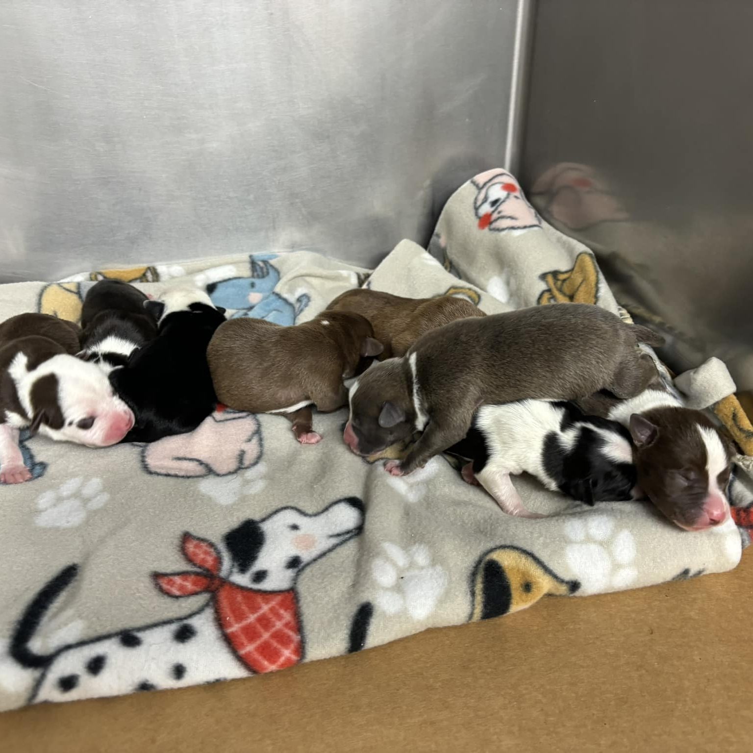 Rescues at Etowah Valley Humane