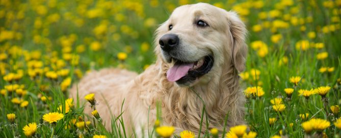 Etowah Valley Humane Society | Bartow County Animal Control | Cartersville, Georgia Animal Shelter