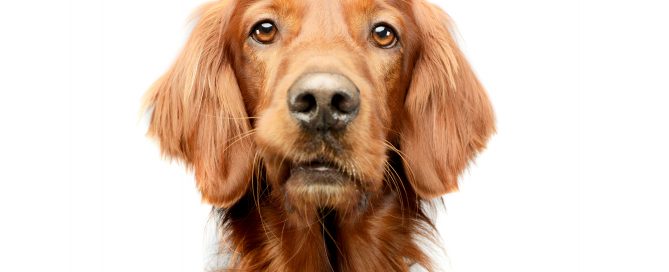 Etowah Valley Humane Society | Bartow County Animal Control | Cartersville, Georgia Animal Shelter