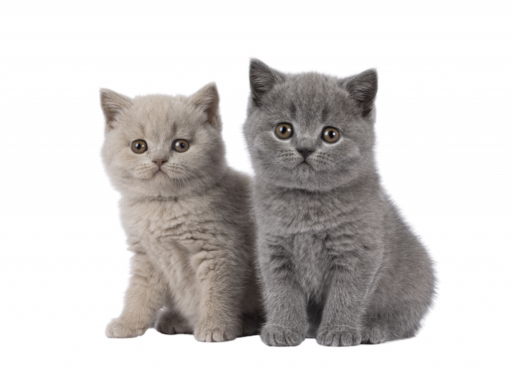 Etowah Valley Humane Society | Bartow County Animal Control | Cartersville, Georgia Animal Shelter
