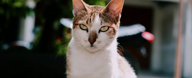 Etowah Valley Humane Society | Bartow County Animal Control | Cartersville, Georgia Animal Shelter
