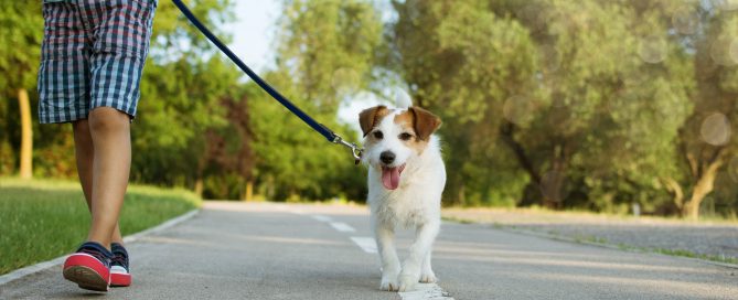 How To Correctly Approach & Greet A New Dog