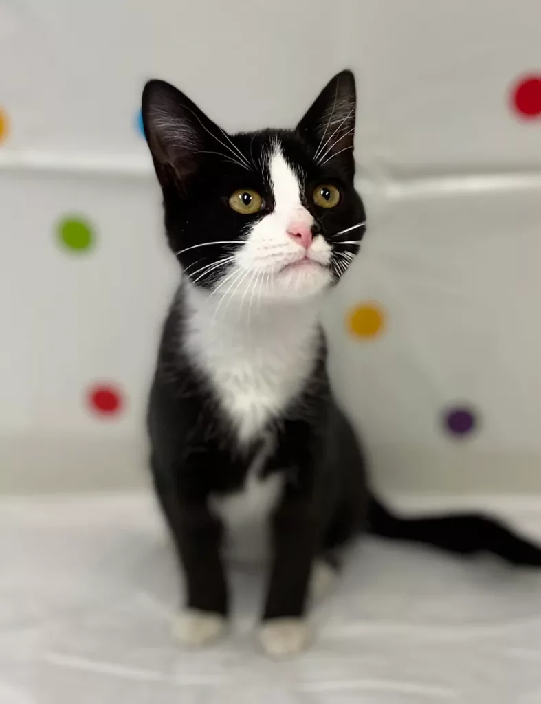 Etowah Valley Humane Society | Bartow County Animal Control | Cartersville, Georgia Animal Shelter