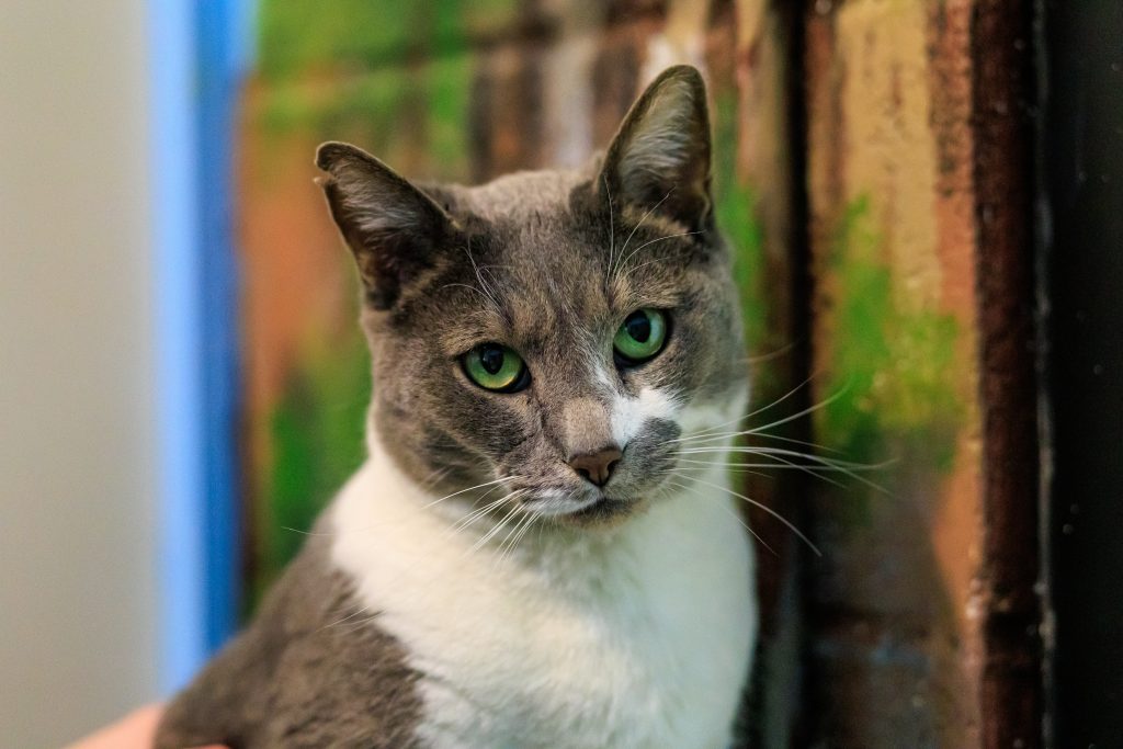 Etowah Valley Humane Society | Bartow County Animal Control | Cartersville, Georgia Animal Shelter