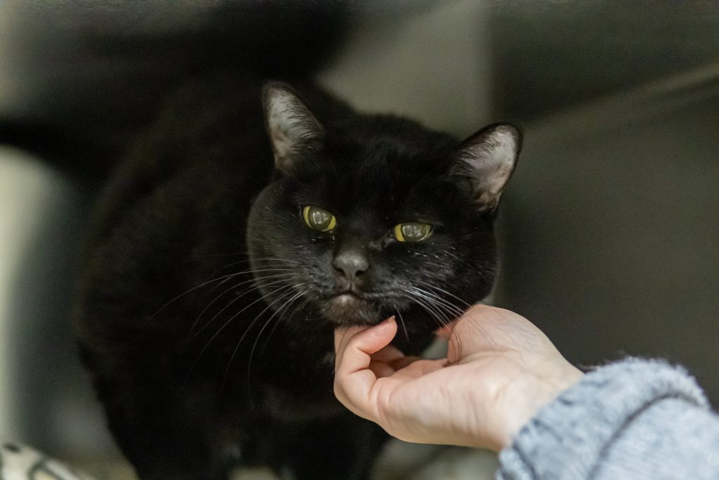 Etowah Valley Humane Society | Bartow County Animal Control | Cartersville, Georgia Animal Shelter