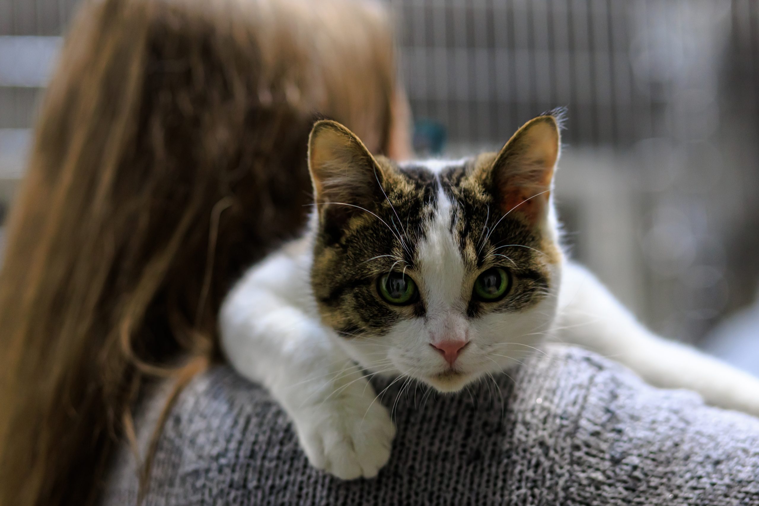 Etowah Valley Humane Society | Bartow County Animal Control | Cartersville, Georgia Animal Shelter