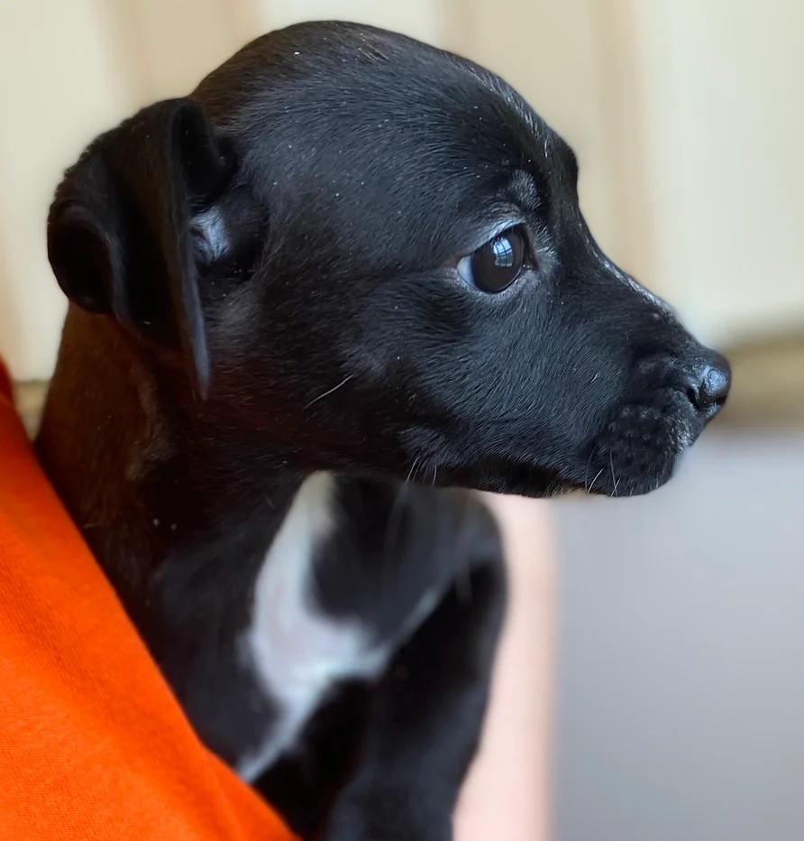 Court-ordered Community Service at Etowah Valley Humane Society