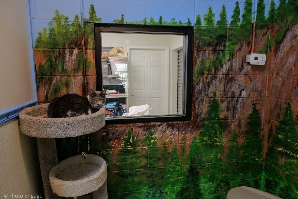 Etowah Valley Humane Society | Bartow County Animal Control | Cartersville, Georgia Animal Shelter