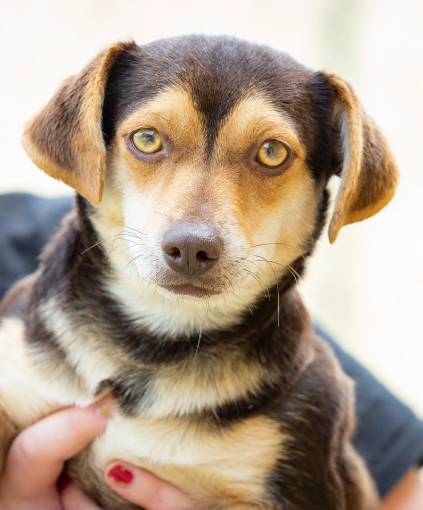 Court-ordered Community Service at Etowah Valley Humane Society