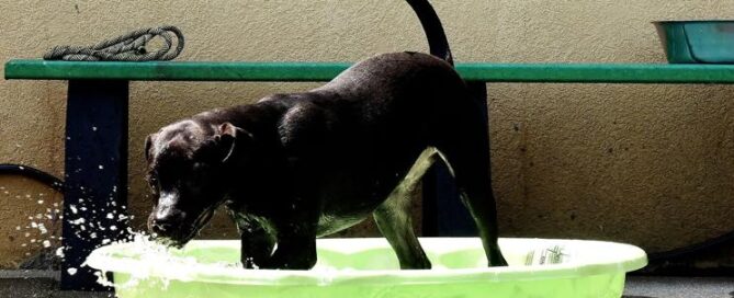 Extreme heat poses dangers to Bartow residents, pets
